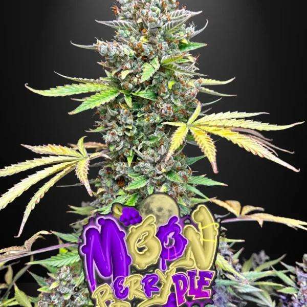 TASTEBUDZ – MOONBERRY PIE – AUTO FEM – 3 PACK