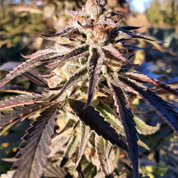 SPEEDRUN SEEDS – ACID SNOW – AUTO FEM – 3 PACK