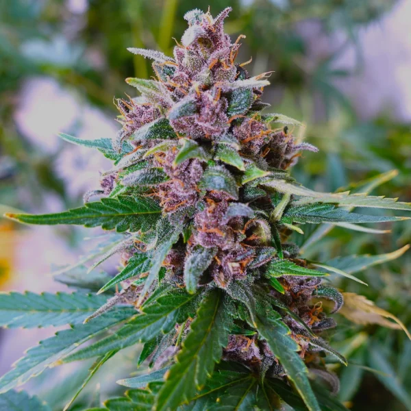 SPEEDRUN SEEDS – BLAPPLEBERRY HAZE – AUTO FEM – 3 PACK