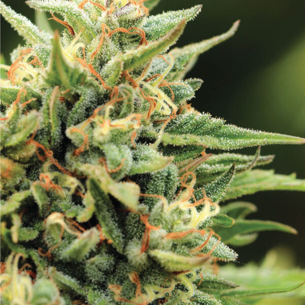 HUMBOLDT SEED CO – CALIFORNIA SOUR DIESEL – AUTO FEM – 5 PACK