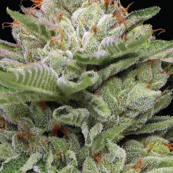 HUMBOLDT SEED CO – DURBAN POISON STRAIN – FEM AUTO