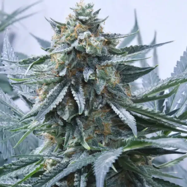 SPEEDRUN SEEDS – GOD PARTICLE – AUTO FEM – 3 PACK