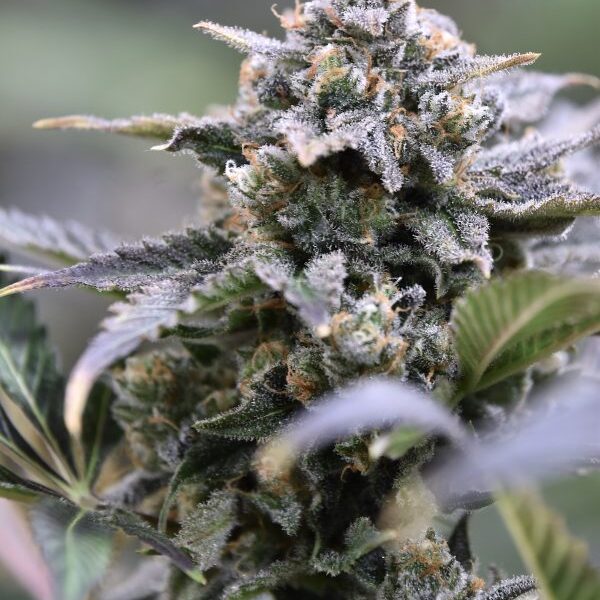 SPEEDRUN SEEDS – GRANITE HAZE F6 – AUTO FEM – 3 PACK