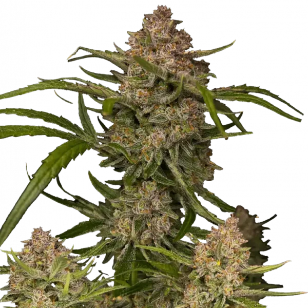 FAST BUDS – GUAVA STRAIN – AUTO FEM