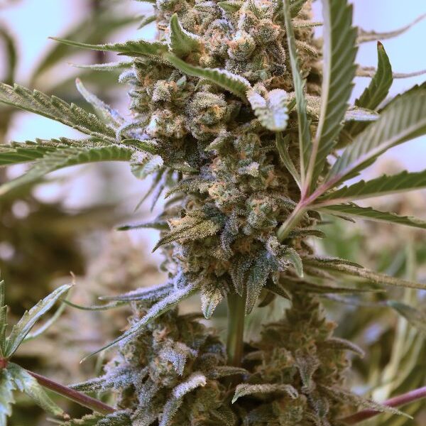 SPEEDRUN SEEDS – HAZE BEAST – AUTO FEM – 3 PACK