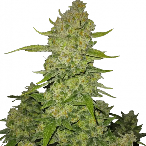 FAST BUDS – PAPAYA COOKIES STRAIN – AUTO FEM