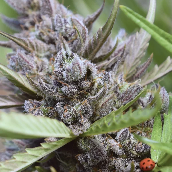 SPEEDRUN SEEDS – SAPPHYRE F2 – AUTO FEM – 3 PACK