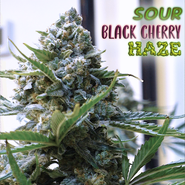SPEEDRUN SEEDS – SOUR BLACK CHERRY HAZE – AUTO FEM – 3 PACK