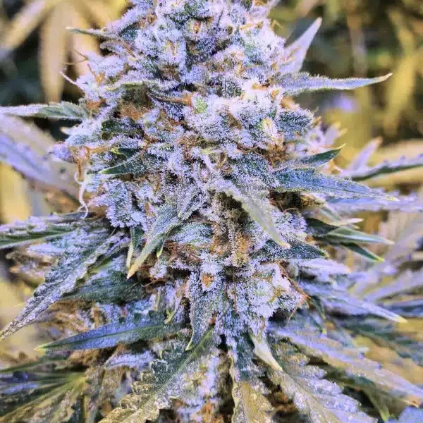 SPEEDRUN SEEDS – SLAMBERRY – AUTO FEM – 3 PACK