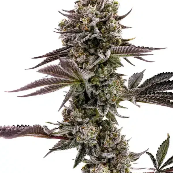 HUMBOLDT SEED CO – BLUEBERRY MUFFIN STRAIN – FEM PHOTO- 10 PACK