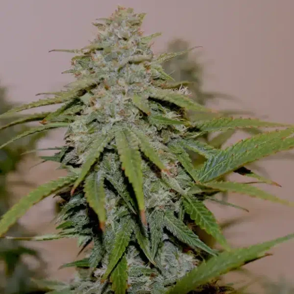 SPEEDRUN SEEDS – CITRUS BUBBLEGUM – AUTO FEM – 3 PACK