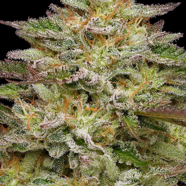 HUMBOLDT SEED CO – GOLDEN SANDS STRAIN – FEM PHOTO