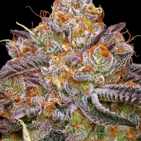 HUMBOLDT SEED CO – GRANNY CANDY STRAIN – FEM PHOTO