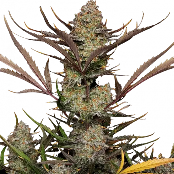 FAST BUDS – APPLE STRUDEL STRAIN – AUTO FEM
