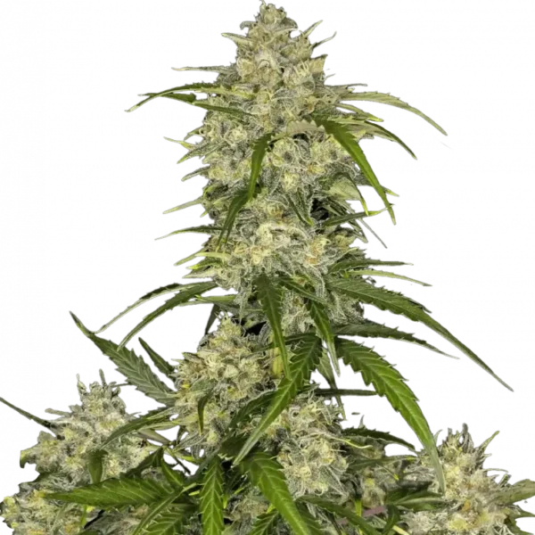 FAST BUDS -SOUR JEALOUSY STRAIN – AUTO FEM