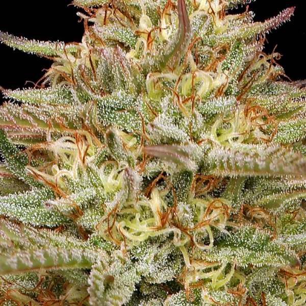 HUMBOLDT SEED CO – ORANGE CREAMPOP STRAIN – FEM PHOTO
