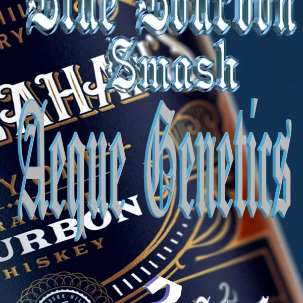 AEQUE GENETICS – BLUE BOURBON SMASH – AUTO FEM – 3 PACK