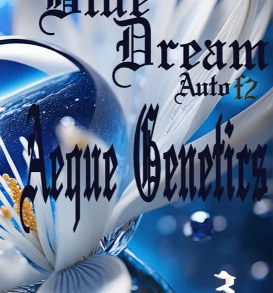 AEQUE GENETICS -BLUE DREAM F2\R2- AUTO FEM – 3 PACK