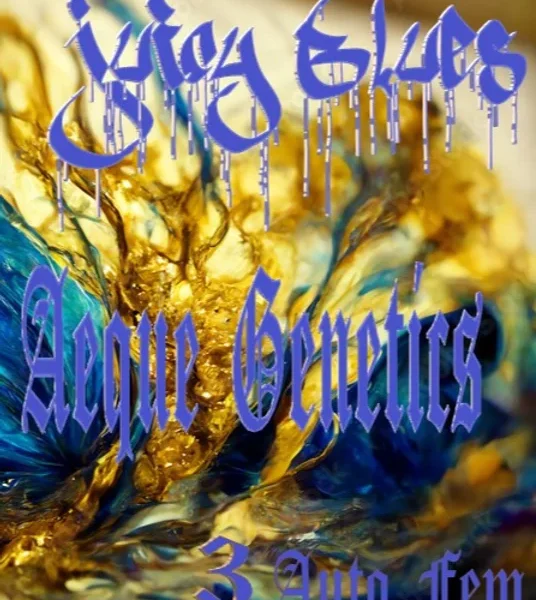 AEQUE GENETICS -BRUCES JUICES X BLUE DREAM- AUTO FEM – 3 PACK