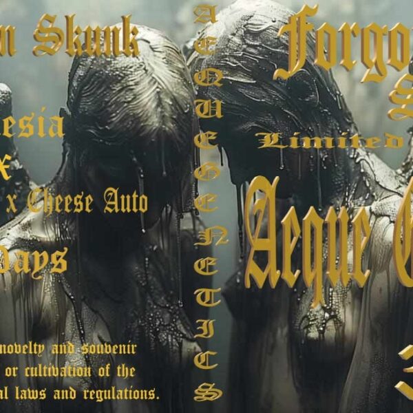 AEQUE GENETICS – FORGOTTEN SKUNK – AUTO FEM – 3 PACK