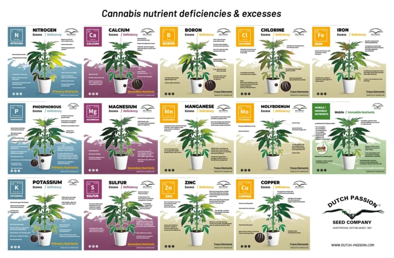 How to Identify and Fix Common Cannabis Nutrient Deficiencies