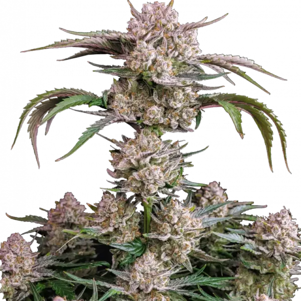 FAST BUDS – STRAWBERRY GORILLA – AUTO FEM – 3 PACK