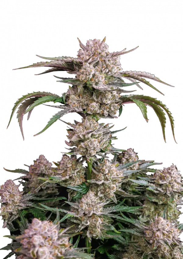 FAST BUDS - STRAWBERRY GORILLA - AUTO FEM - 3 PACK