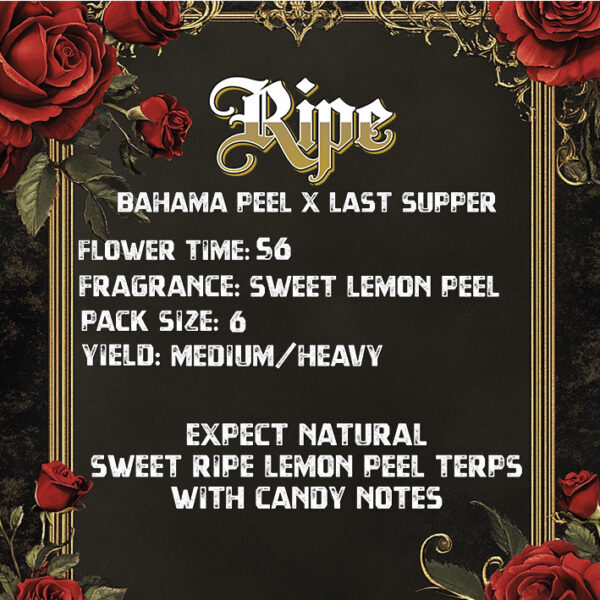 SOLFIRE GARDENS – RIPE STRAIN – FEM PHOTO – 6 PACK