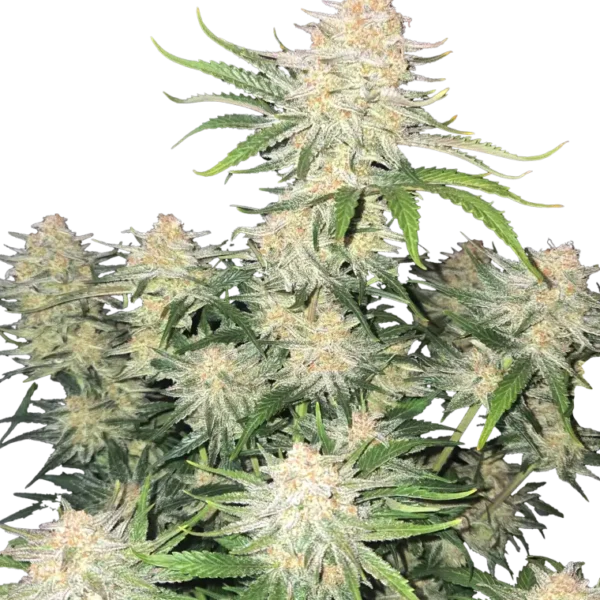 FAST BUDS – FROSTBANGER – AUTO FEM – 3 PACK
