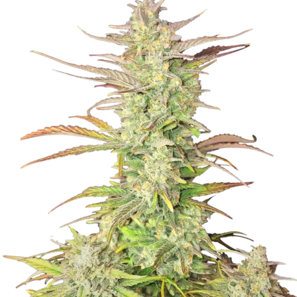 FAST BUDS – Z UP – AUTO FEM – 3 PACK