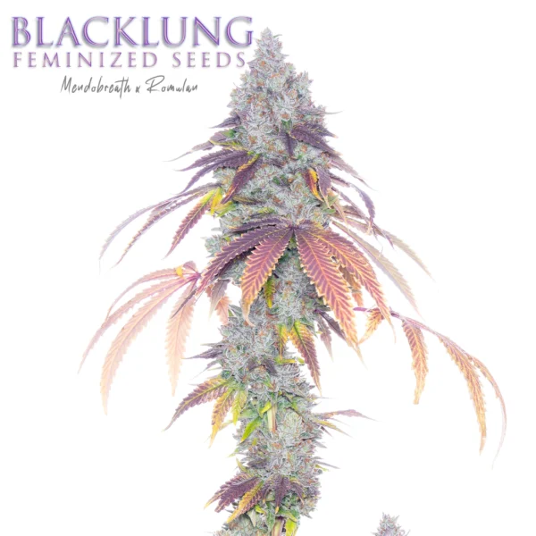 ROMULAN GENETICS – BLACKLUNG F1 – FEM PHOTO – 6 PACK