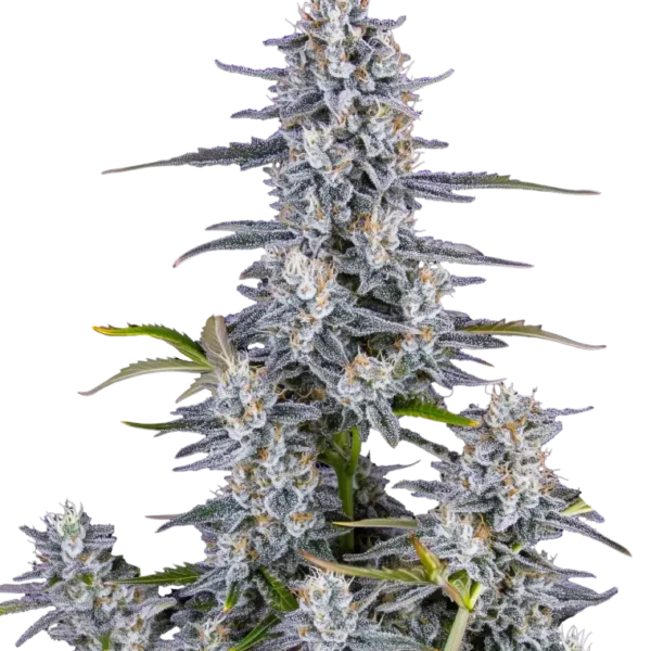 FAST BUDS – SUPER BOOF – AUTO FEM – 3 PACK