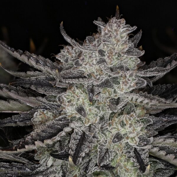 NIGHT OWL – CHEMMY POWERS – AUTO FEM – 3 PACK