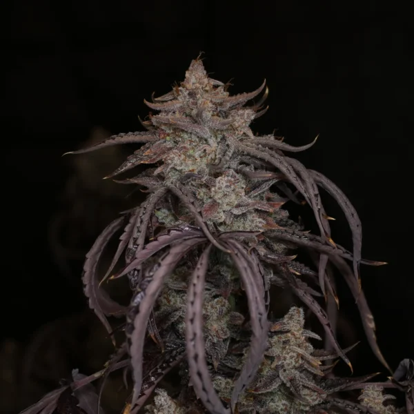 NIGHT OWL – TIME MACHINE – AUTO FEM – 3 PACK