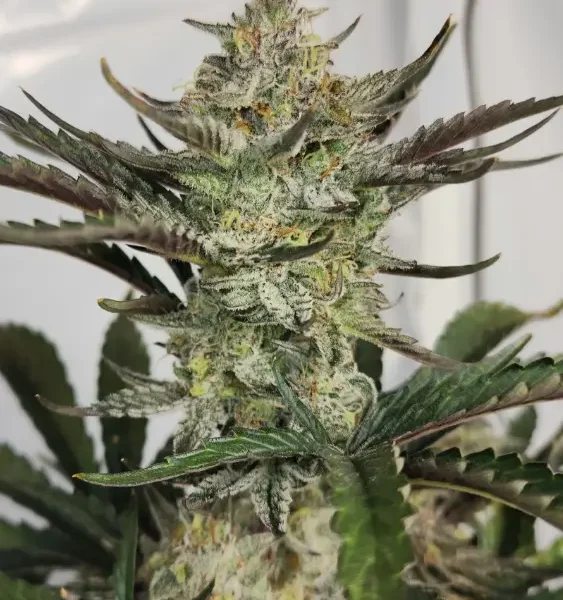 ROC BUD INC - SWEET & SOUR APPLE - AUTO FEM - 5 PACK