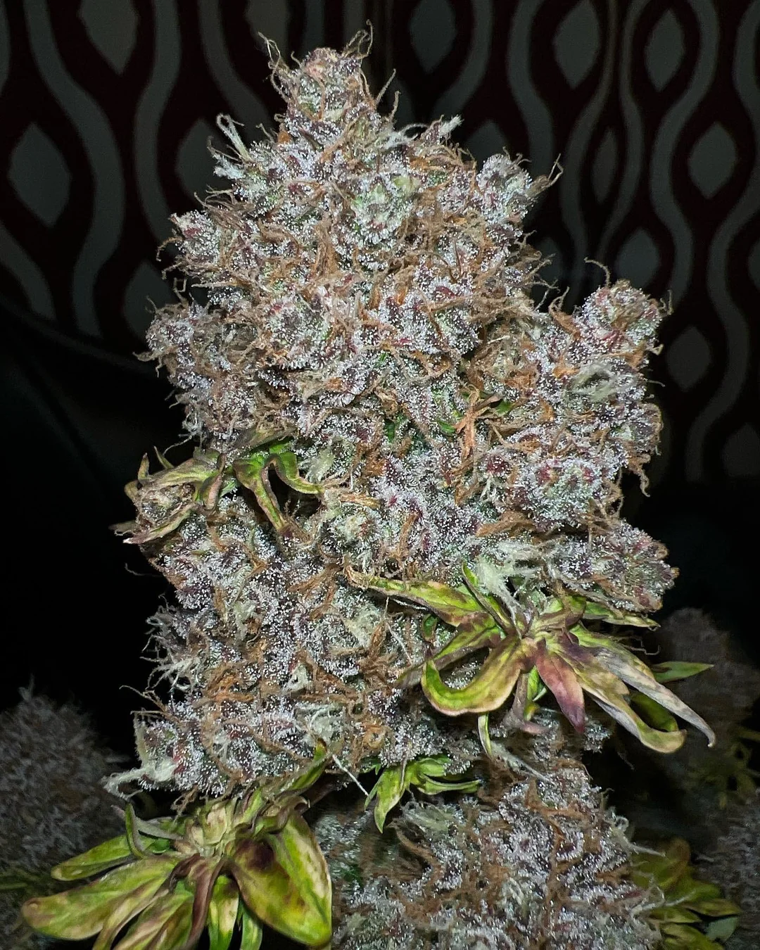 ROC BUD INC - NEW AUTO PURPLE BASTARD EATER - AUTO FEM - 5 PACK - Image 2