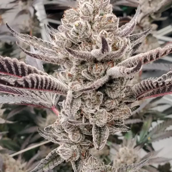 HEISEN BEANS – BLUEBERRY CAKE – PHOTO FEM – 12 PACK