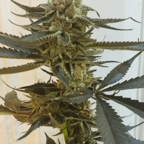 HEISEN BEANS – BLUEBERRY CHEM – PHOTO FEM – 12 PACK