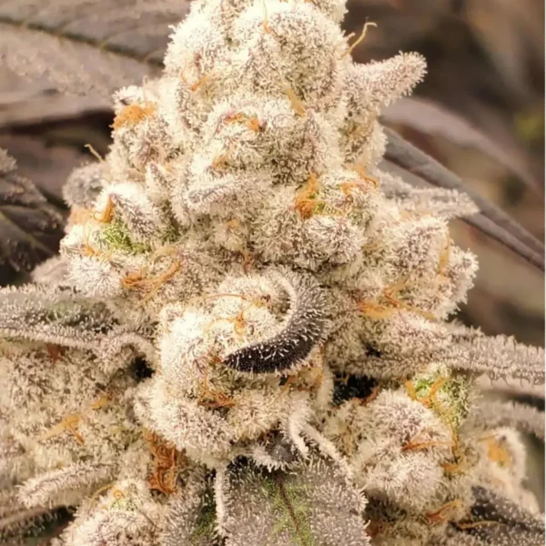 HEISEN BEANS – CARBON CRUSHER S1 – PHOTO FEM – 12 PACK