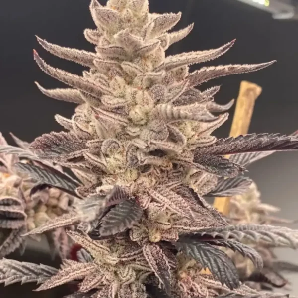 HEISEN BEANS – DIP N STIX S1 – PHOTO FEM – 12 PACK