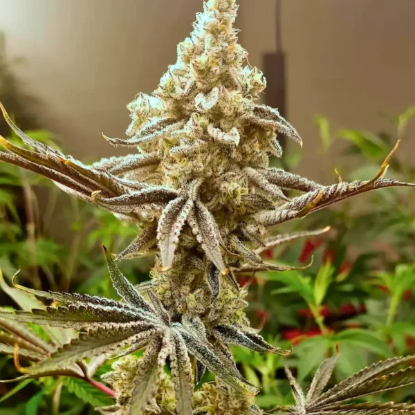 HEISEN BEANS – GRAPE BLIZZARD – PHOTO FEM – 12 PACK