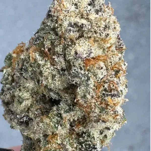 HEISEN BEANS – BANGKOK RUNTZ – PHOTO FEM – 12 PACK