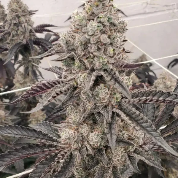 HEISEN BEANS – BLUEBERRY SUGAR S1 – PHOTO FEM – 12 PACK