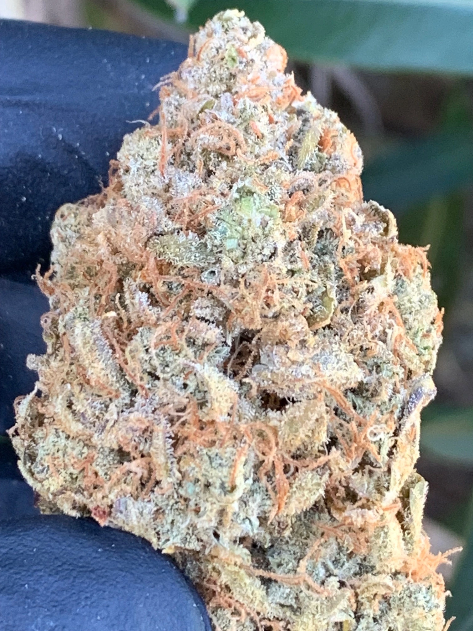 CRYSTAL CAVERNS -DREAM COOKIES- AUTO FEM - 5 PACK - Image 3