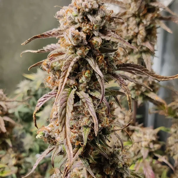 BERSERK GENETICS – BLUEBERRY SUBSTANCE – AUTO FEM – 5 PACK