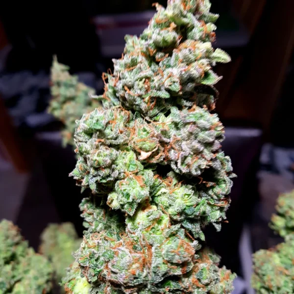 BERSERK GENETICS – PLATINUM GRAPE – AUTO FEM – 5 PACK