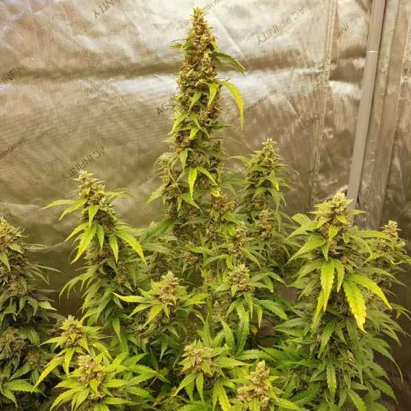 BERSERK GENETICS – VELVET RESERVE – AUTO FEM – 5 PACK