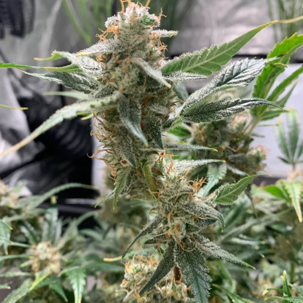 BERSERK GENETICS – WHITE OUT – AUTO FEM – 5 PACK