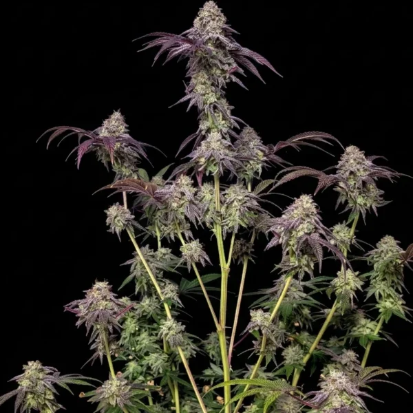 FAST BUDS – BISCOTTI GELATO – PHOTO FEM – 5 PACK