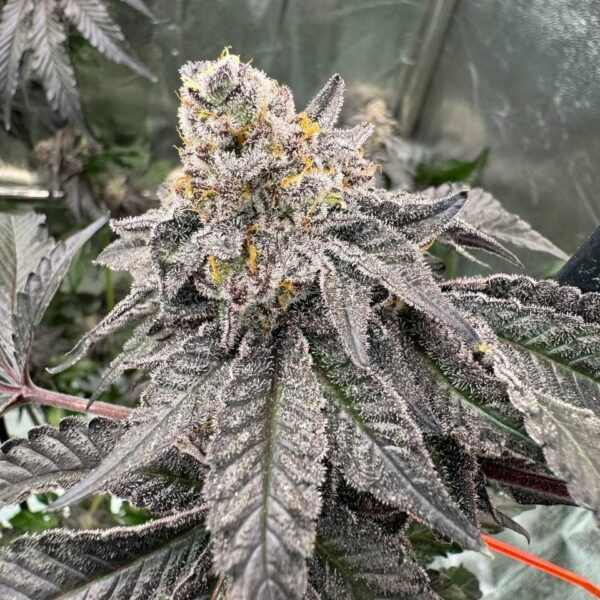 FAST BUDS – GARY SHERBET – PHOTO FEM – 5 PACK